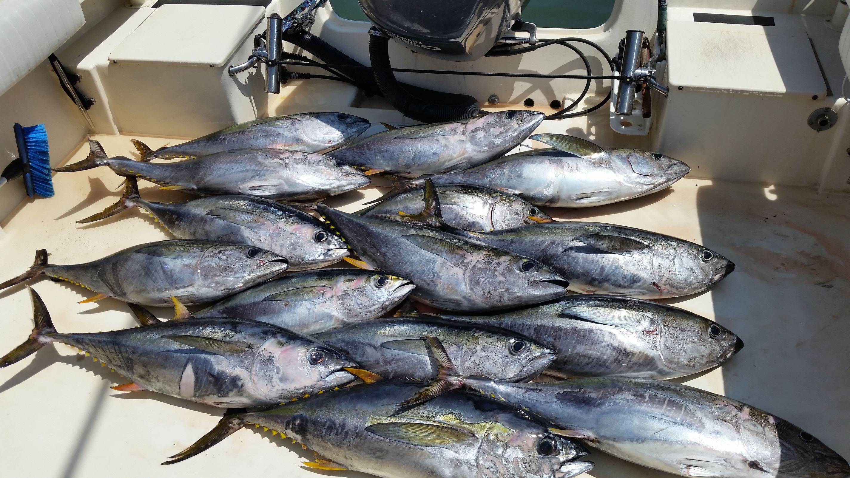 4 Pack Fishing Charter Since 2015
